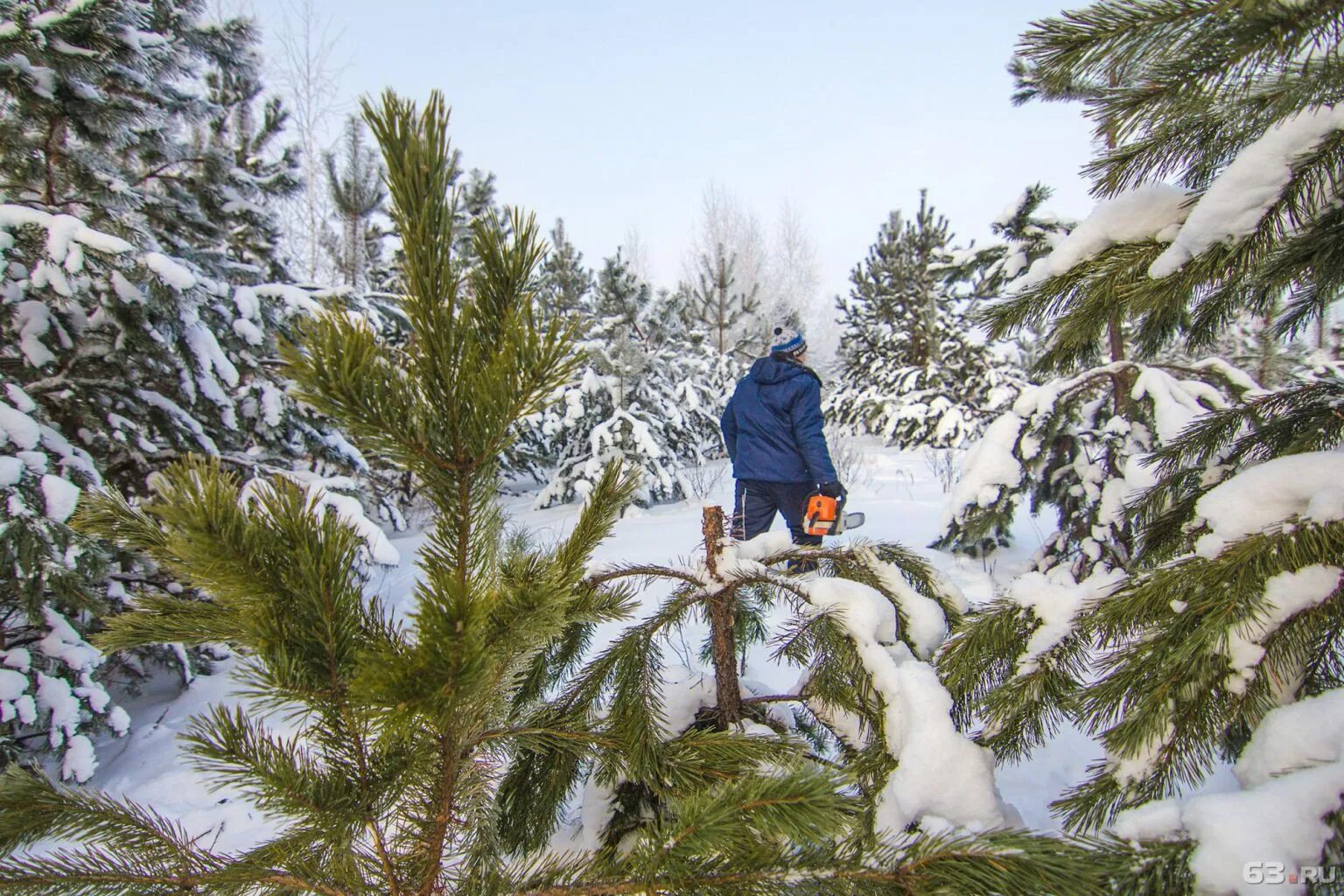 разрешение на елку в лесничестве 2023