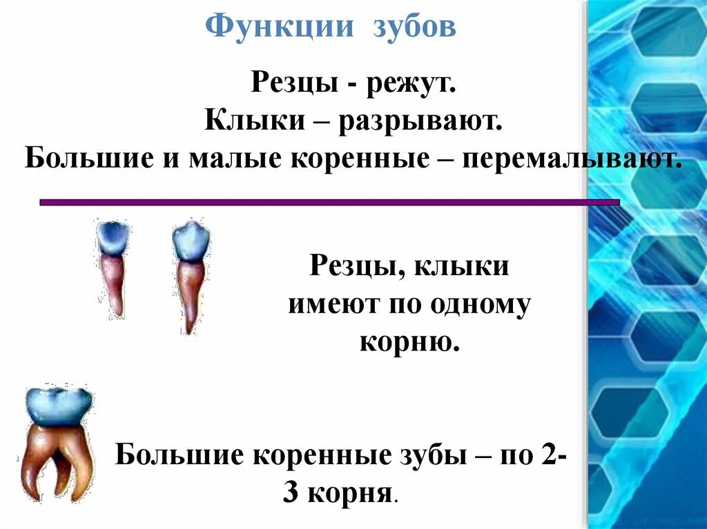 Большие резцы зубы. Функции зубов. Зубы функции зубов. Резцы зубы функция.