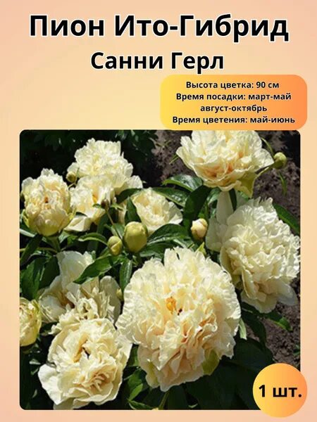 Санни бой пион - фото и картинки: 77 штук