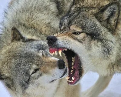 Злые волки а ты для них