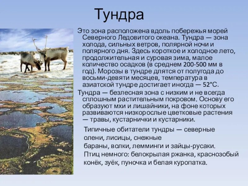 Какая природная зона за полярным кругом. Климат тундры. Природные зоны России тундра. Расположение зоны тундры. Климат тундры в России.