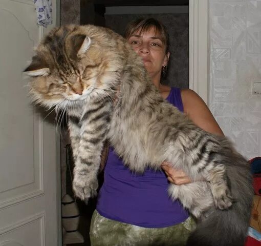 До каких растут коты