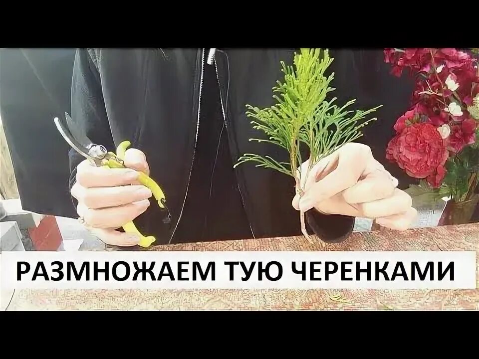 Как размножить голубую ель черенками