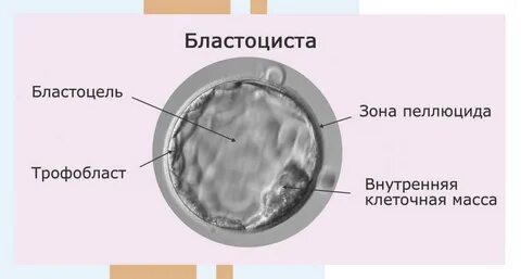 Полость внутри зародыша