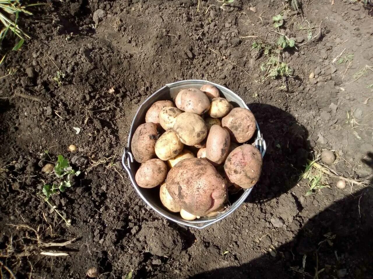 Сон копать картошку крупную. Копка картофеля. выкопали картошку. копание картофеля. картофель в ведре.