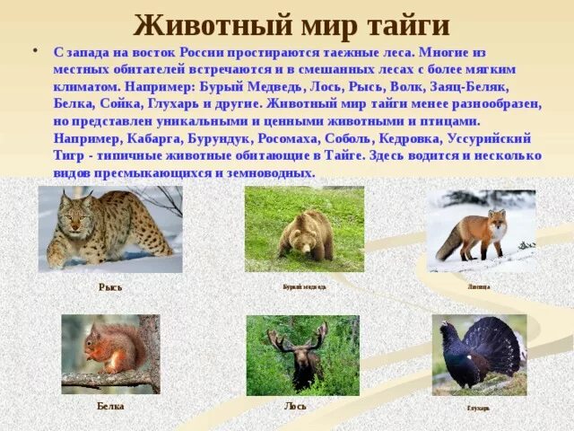 Какие животные в природной зоне тайга. Обитатели тайги. Животный мир тайги в России. Проект животных в тайге.