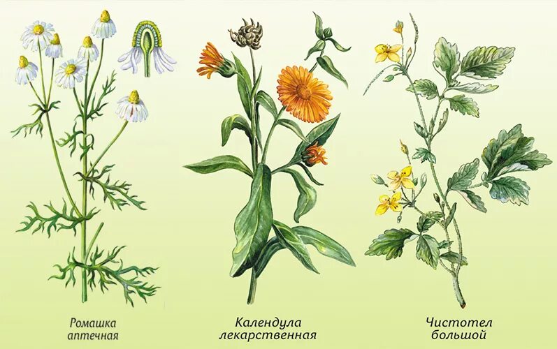 Чистотел календула. Ромашка аптечная Фармакогнозия. Ромашка аптечная гербарий. Травянистые растения для дошкольников. Лекарственные травы для детей.