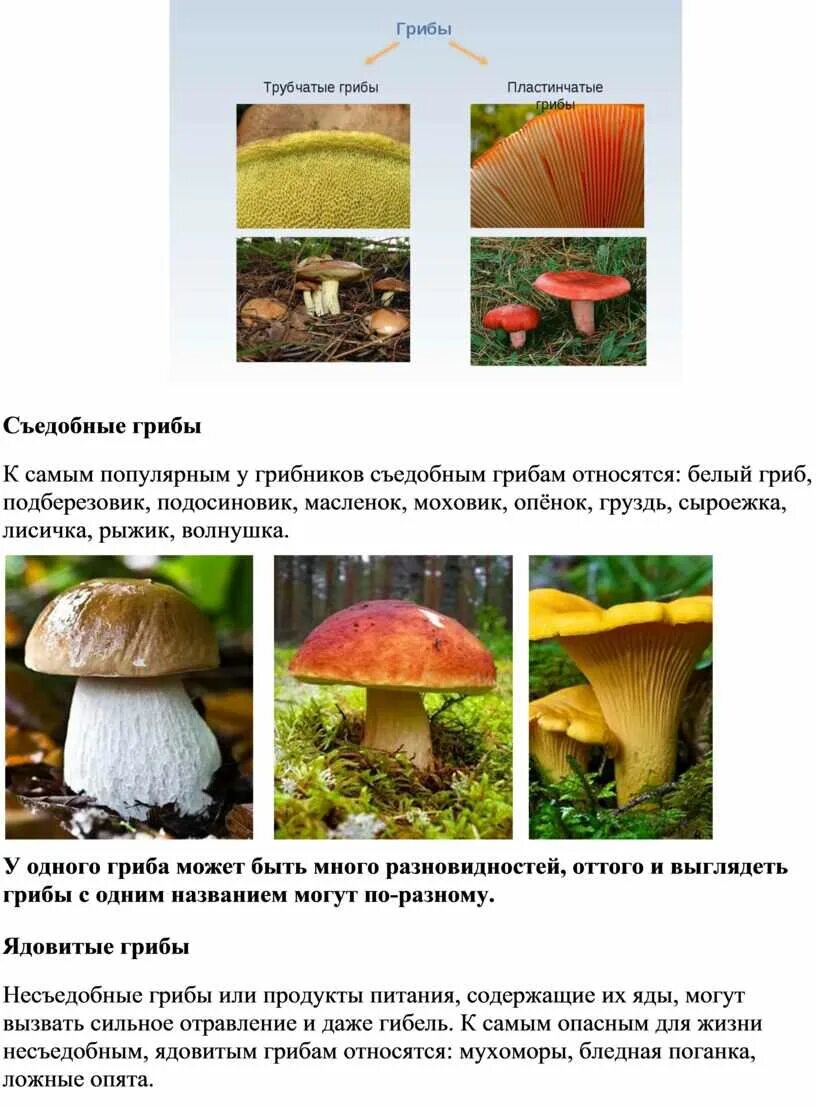 Различия пластинчатых и трубчатых грибов таблица. Масленок Лисичка груздь моховик. Трубчатые грибы съедобные. Виды трубчатых грибов. Трубчатые грибы названия.