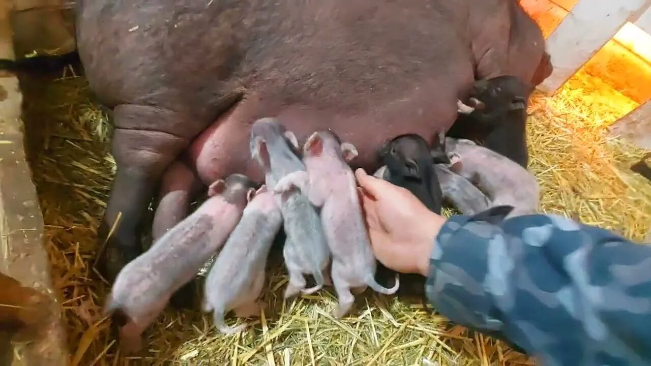 Племенные поросята дюрок. Свинья-копилка. Свинья из шести. Поросята в 15 х дневном. Свиньи.