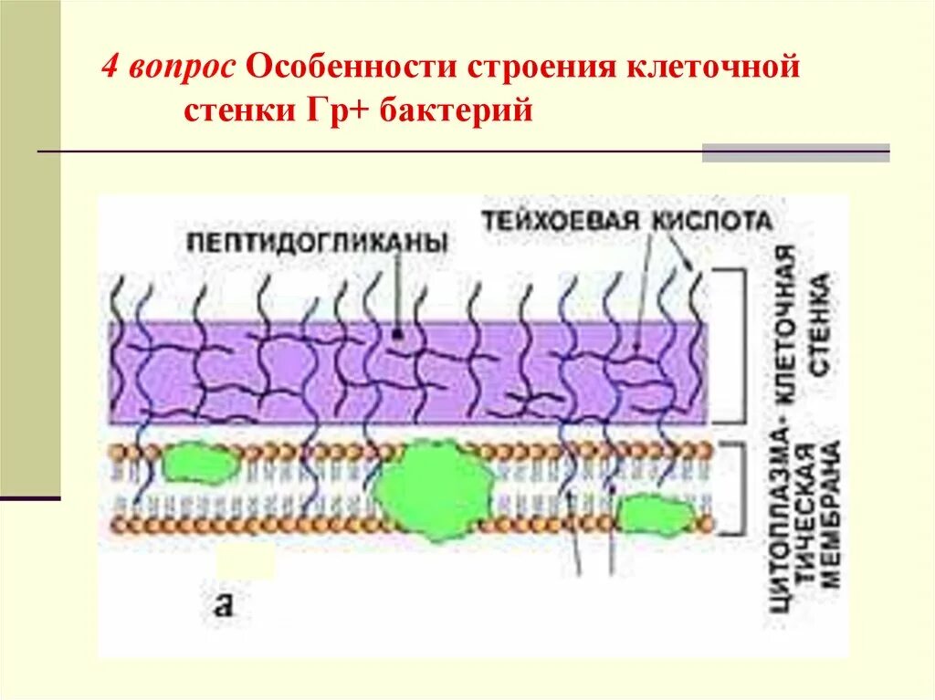 Клеточная стенка клетки особенности строения. Грамположительные бактерии клеточная стенка. Структурные компоненты клеточной стенки грамположительных бактерий. Грамположительные бактерии строение клеточной стенки. Клеточная стенка грамположительных и грамотрицательных бактерий.