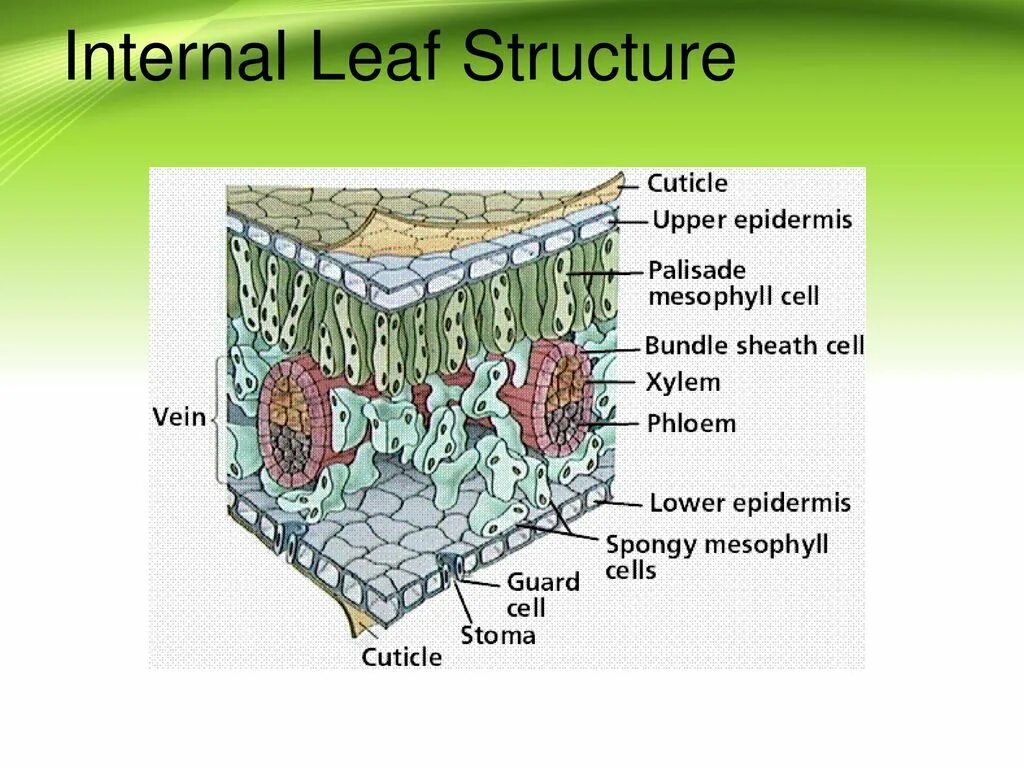 Internal structure. Leaf structure. Internal structure of the Leaf. The Internal structure of the iphone. Functions of the Internal Parts of the Leaf.