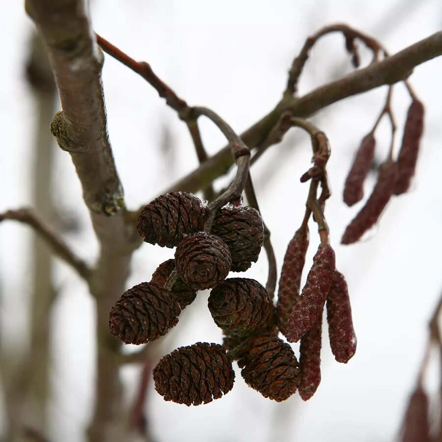 Ольха белоруссии. Ольха серая alnus incana. ольха серая (álnus incána). ольха серая (серая) - alnus incana. alnus incana (ольха серая) &#039;pendula&#039;.