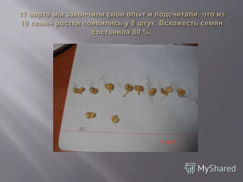 Определение всхожести семян. Всхожесть семян. Для определения всхожести семян посеяли горох. Таблица прорастания семян гороха. Процент всхожести семян.