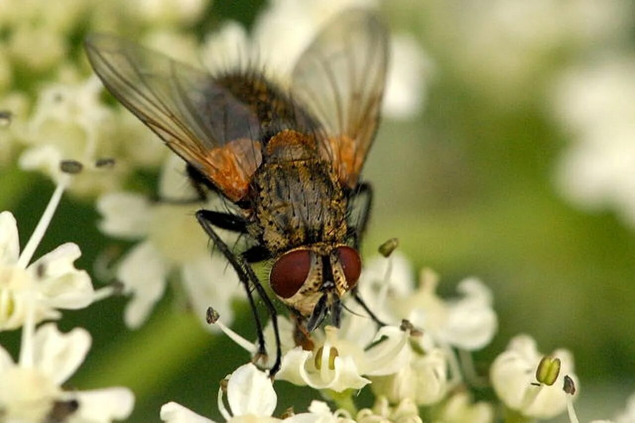 роящиеся насекомые. муха тахина. насекомое тахина 7 букв. ежемуха свирепая желтая. тахины ежемухи tachinidae.