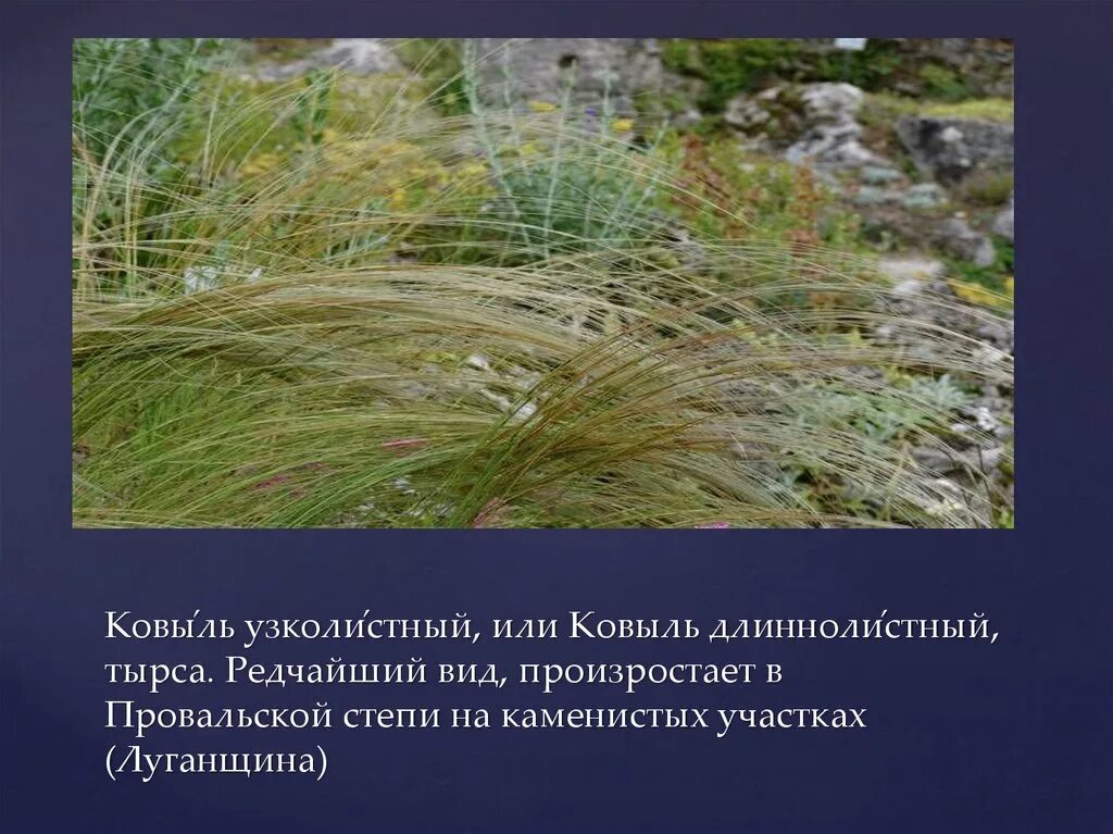 Для каких природных зон ковыль является типичным. Ковыль узколистный (тырса). растительный покров донбасса. ковыль в провальской степи. ковыль в степи донбасса.