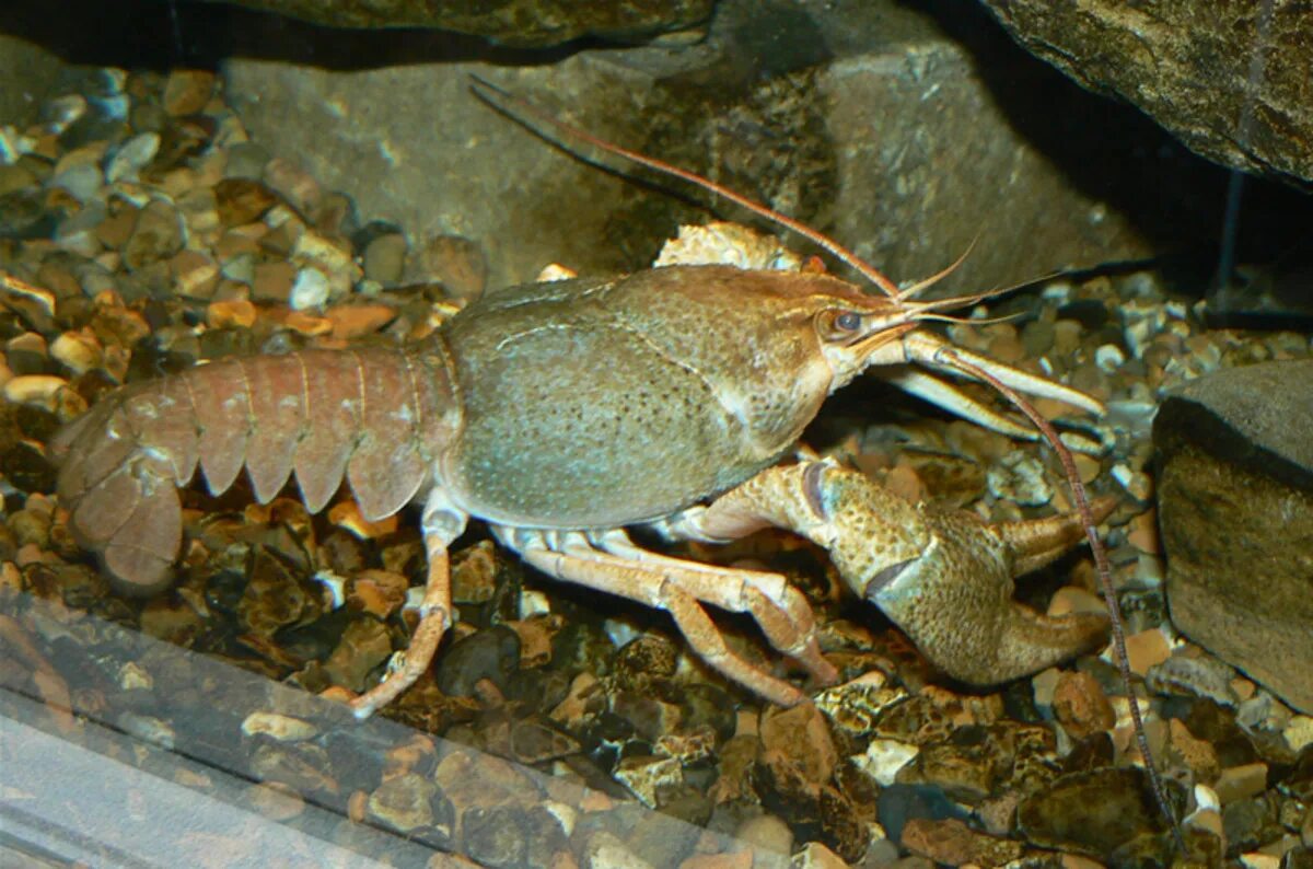 Astacus Leptodactylus. Astacus Astacus. Пресноводные рачки. Ракообразные. Численность речного рака