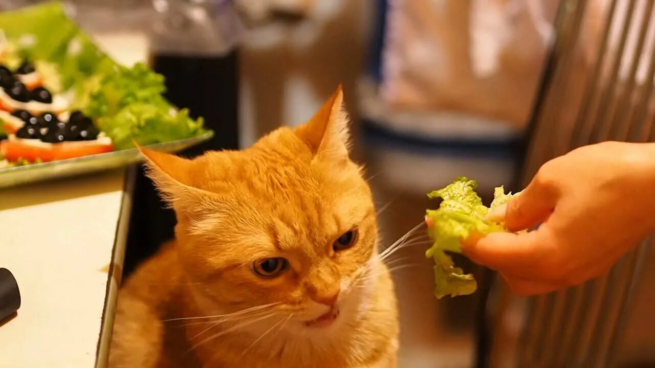 Песня принесите мясо тут голодные