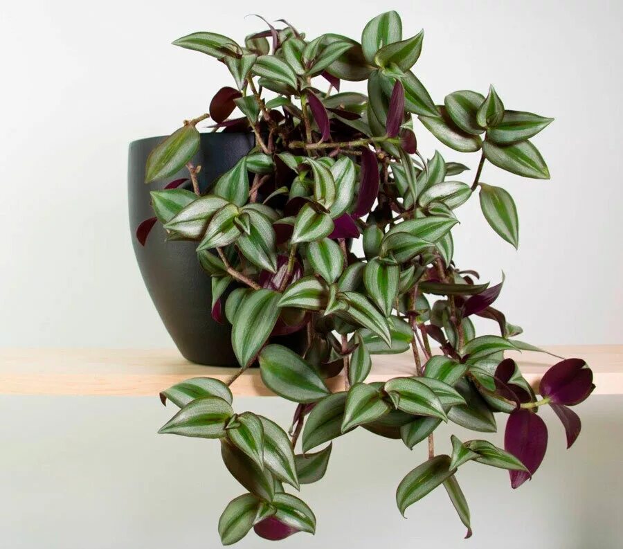 Традесканция цветок. Цветок традесканция уход. Традесканция приречная флуминенсис. Традесканция. Традесканция цветок.