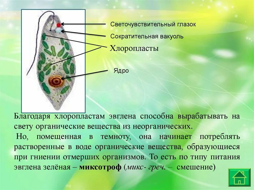 Простейшие биология 5 класс эвглена. Светочувствительный глазок эвглены. Светочувствительный глазок. Светочувствительный глазок у зелёной эвглены.