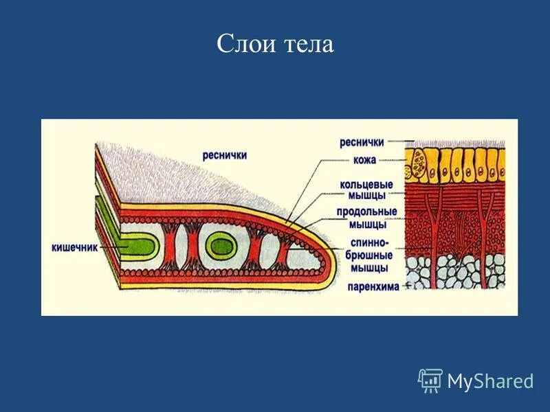 Кожно мускульная клетка передвижения. Поперечный срез планарии строение. Поперечный срез белой планарии. Поперечный разрез планарии. Строение планарии в разрезе.