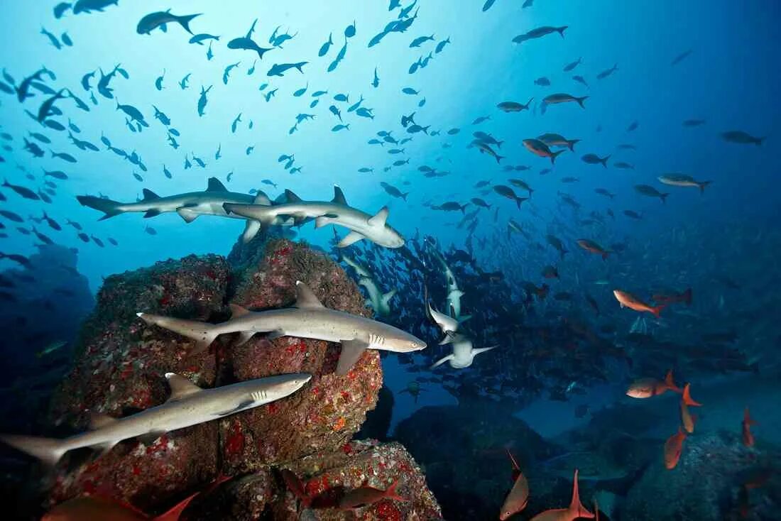 тихоокеанский вулканический пояс. плиты тихого океана. границы тихоокеанской плиты. тихоокеанская литосферная плита на карте. тектоника плит земли.