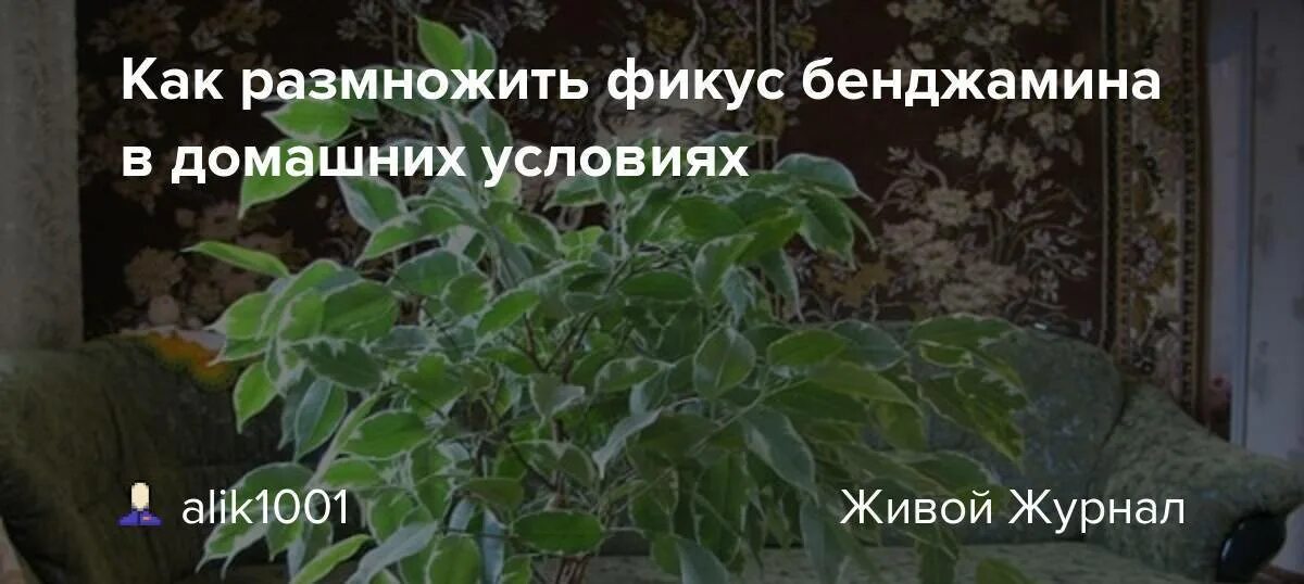 Янтарная кислота для фикуса. Удобрение жидкое для рассады "добрая сила" 250 мл. Янтарная кислота 1г порошок. Подкормка для фикуса. Янтарная кислота для комнатных растений.