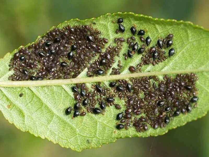 Распространение вредителей. Распространение вредителей. Тля фото. Огуречная тля в теплице. Тля садовая.