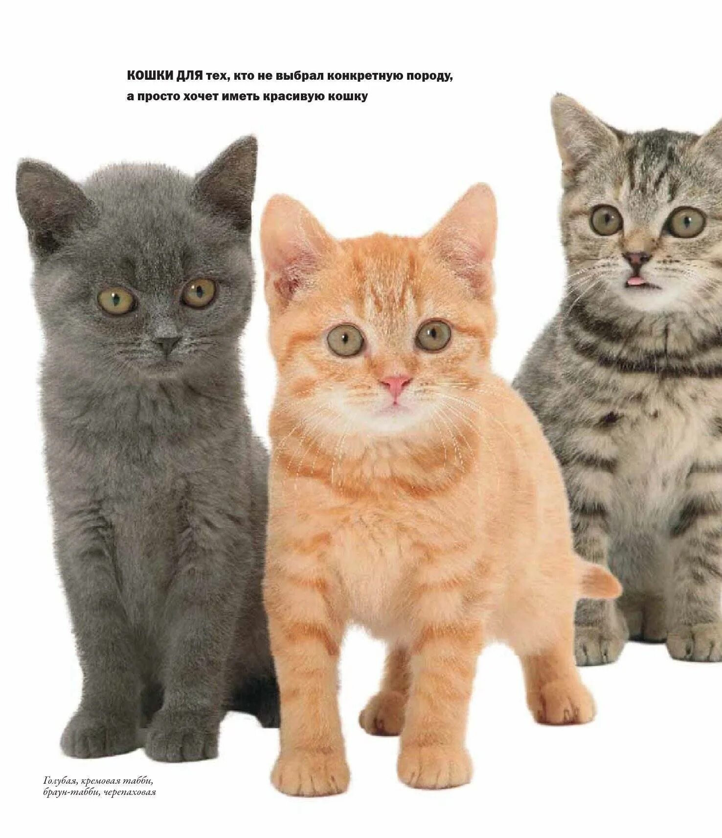 Какую кошку можно. Разновидности котов. Породы кошек с названиями. Котята с названиями пород. Разнообразие пород кошек.