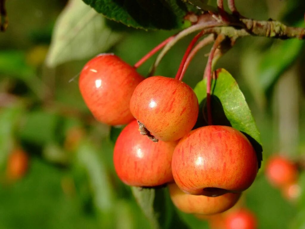 Crab apple tree. Crab apple fruit. крабовое яблоко дерево. crabapple. crab apples png images.