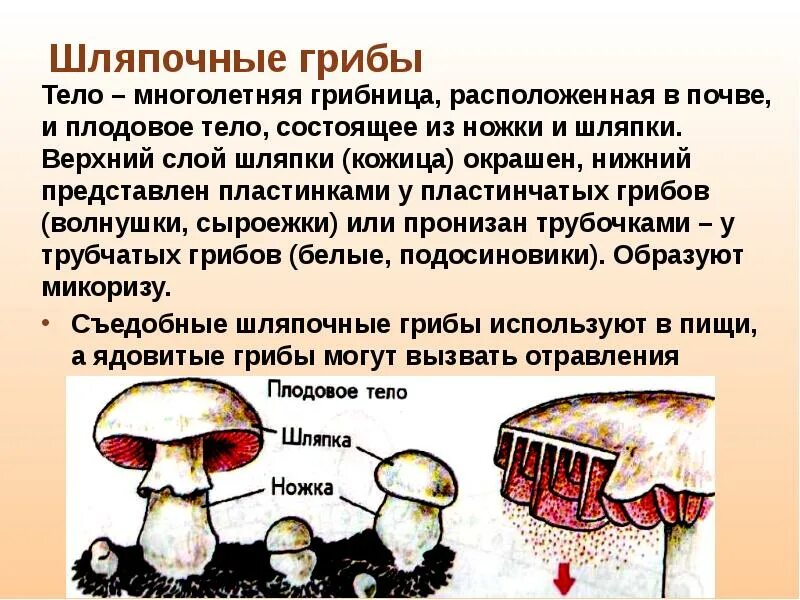 Плодовые тела шляпочных. Плодовое тело; шляпка; ножка; грибница;. Строение шляпочного гриба егэ. Строение шляпочного гриба. Строение шляпочного гриба.