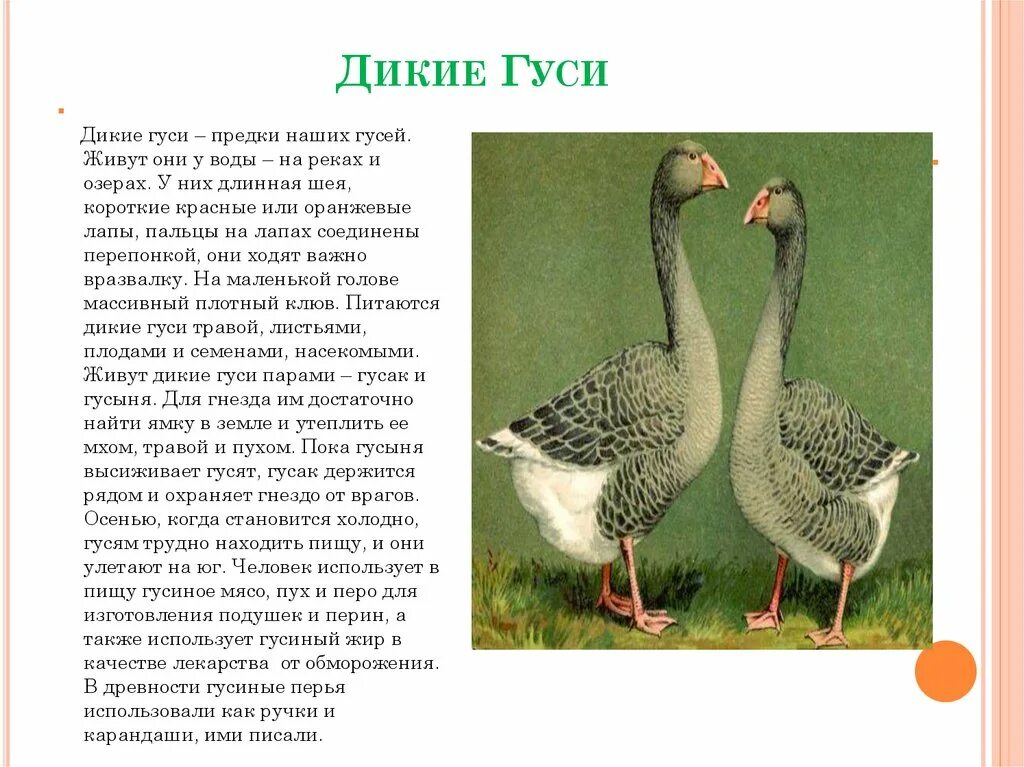 Почему гуси стали садиться на барку. Дикий Гусь описание для детей. Гуси информация. Описание гуся. Сообщение про гуся.