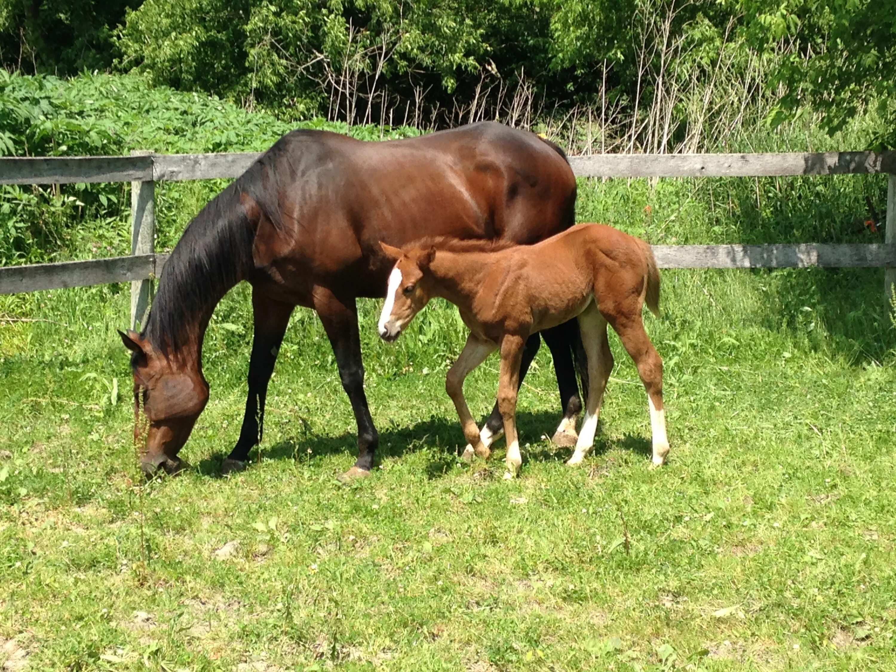 Horse family