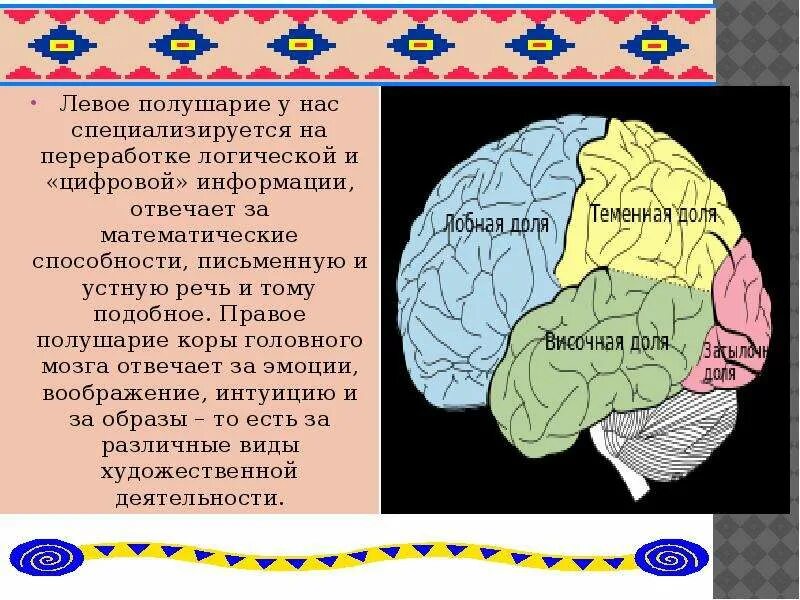 Какое полушарие головного мозга. Правое полушарие головного мозга. Левое полушарие. Полушарие отвечающее за речь. Левое и правое полушарие головного мозга.