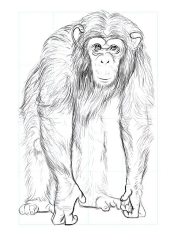 Обезьяна карандашом. Обезьянка рисунок карандашом. Рисунок обезьяны карандашом для срисовки. Приматы рисунок карандашом. Рисунок обезьяны карандашом