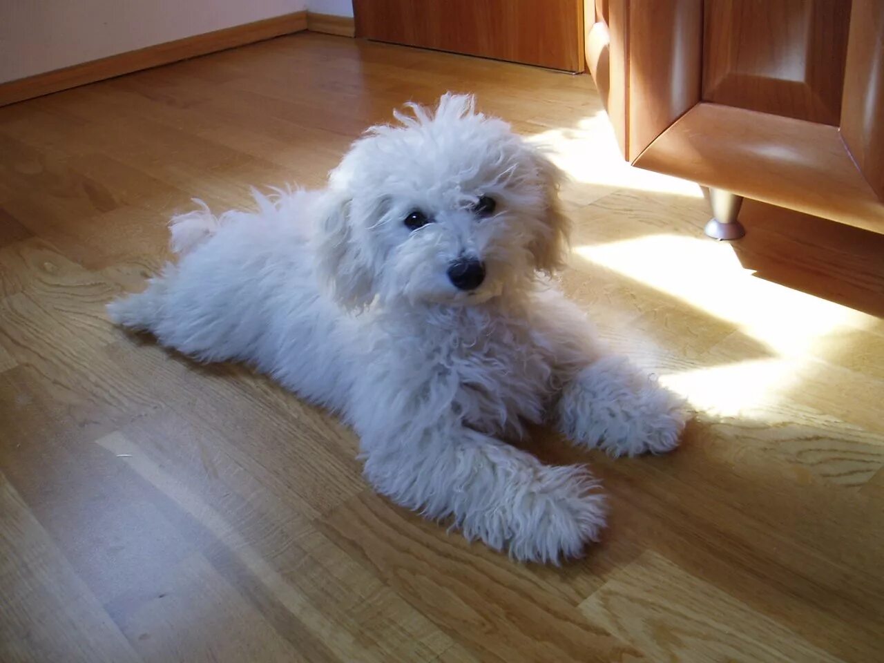 бишон фризе щенок. бишон фризе. маленькие собаки с белой шерстью. бишон собака. уэст хайленд уайт терьер.