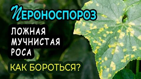Лечение пероноспороз на огурцах во время плодоношения