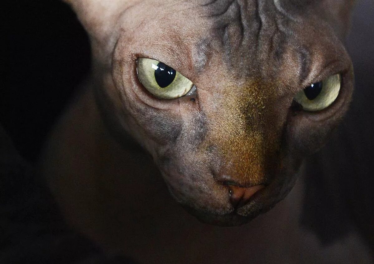 канадский сфинкс. сфинкс (порода кошек). канадский сфинкс голубоглазый. взгляд сфинкса. сфинкс канадский с зелеными глазами.