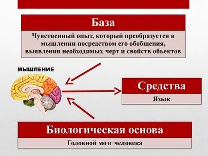 Формы мышления егэ обществознание