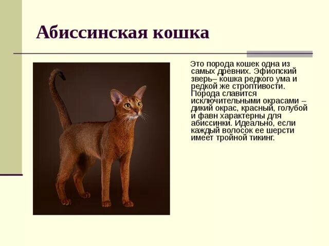 Рассмотрите фотографию кошки породы. Описать породу кошки Абиссинская. Абиссинская кошка описание. Абиссинец кот характеристика. Абиссинская кошка доклад.