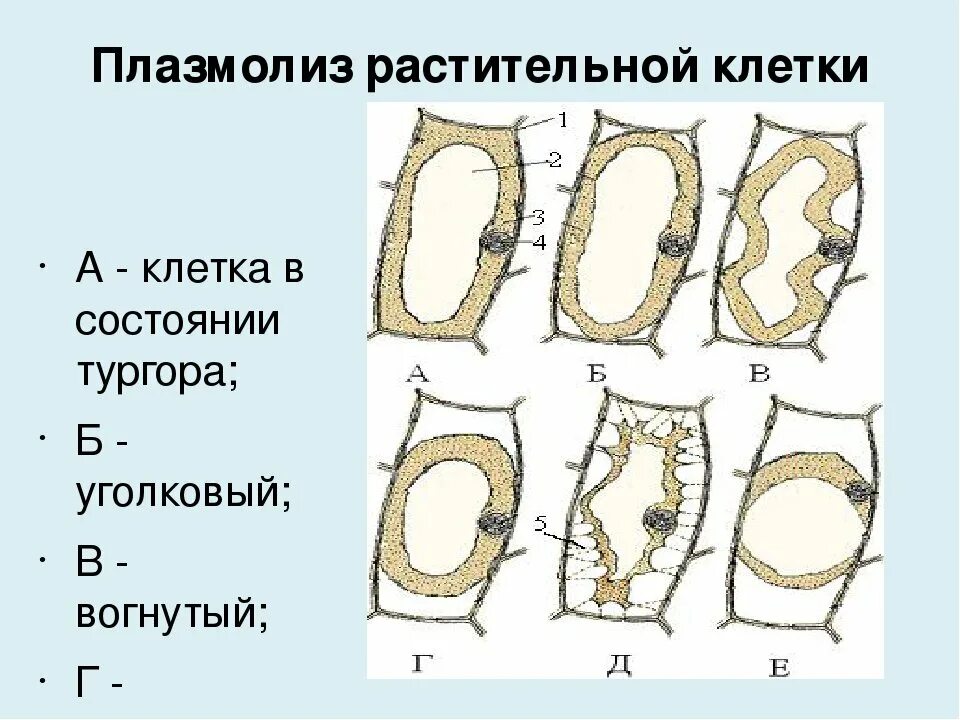 Наблюдение плазмолиза. Типы плазмолиза растительной клетки. Плазмолиз растительной клетки. Осмос тургор плазмолиз.