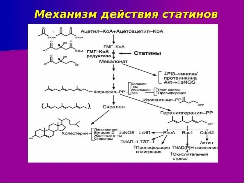 Как работают статины. Механизм действия статинов схема. механизм действия гиполипидемических средств статинов. статины механизм действия. статины механизм действия фармакология.