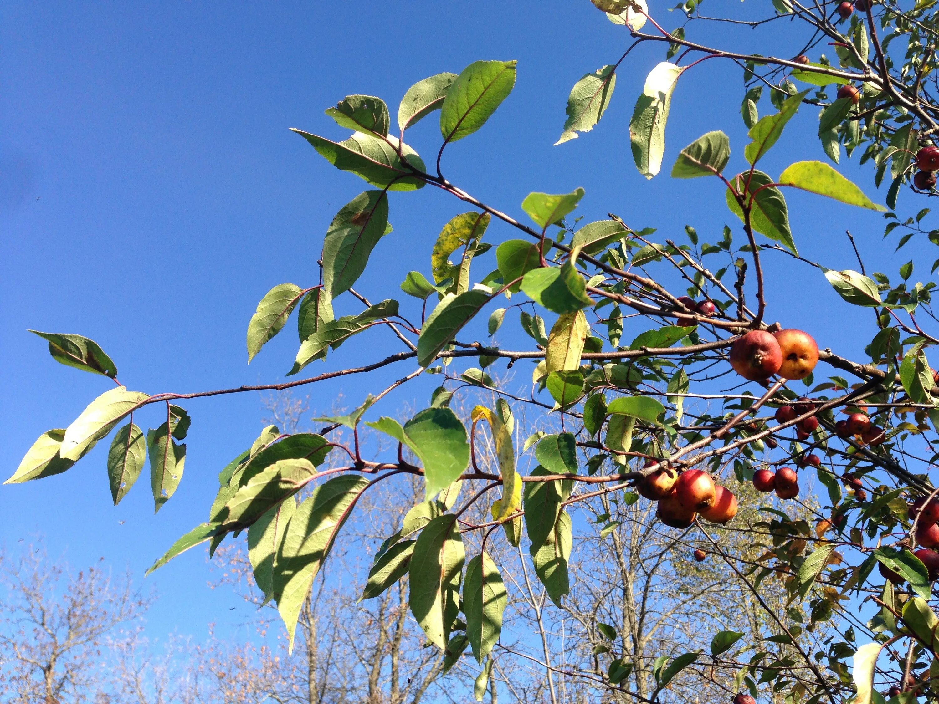 Ветки фруктовых деревьев. Лист яблони. Яблоня с красными листьями. Листья яблоня чашечкой.