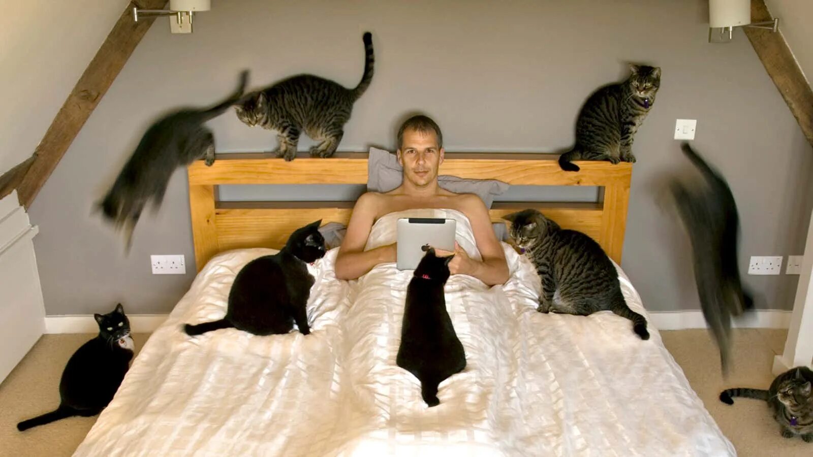 I can like cat. Кошка одна дома. Кошка дом пол. Женщина и кошка у себя дома. Кошки любят почесушки.