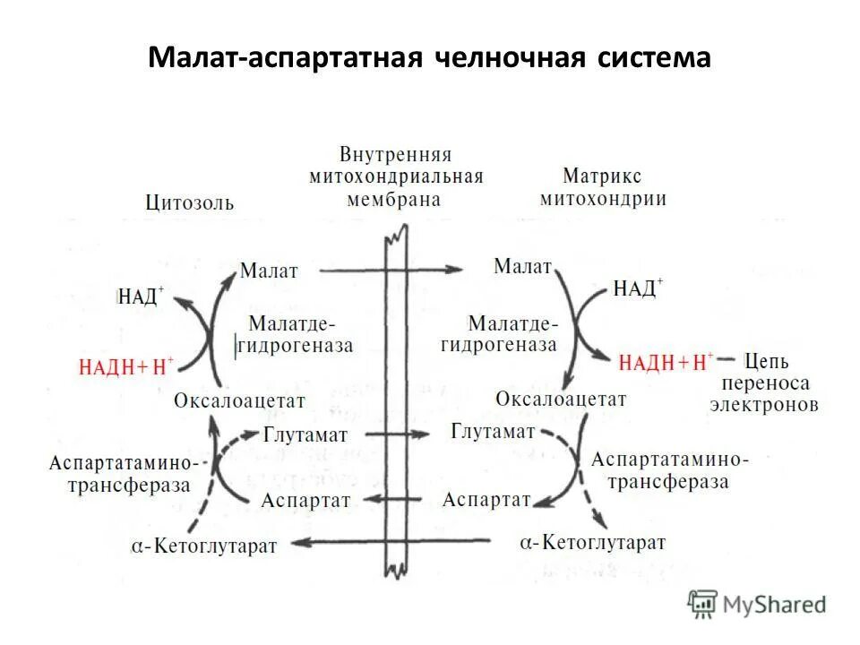 малат аспартатный челночный механизм биохимия
