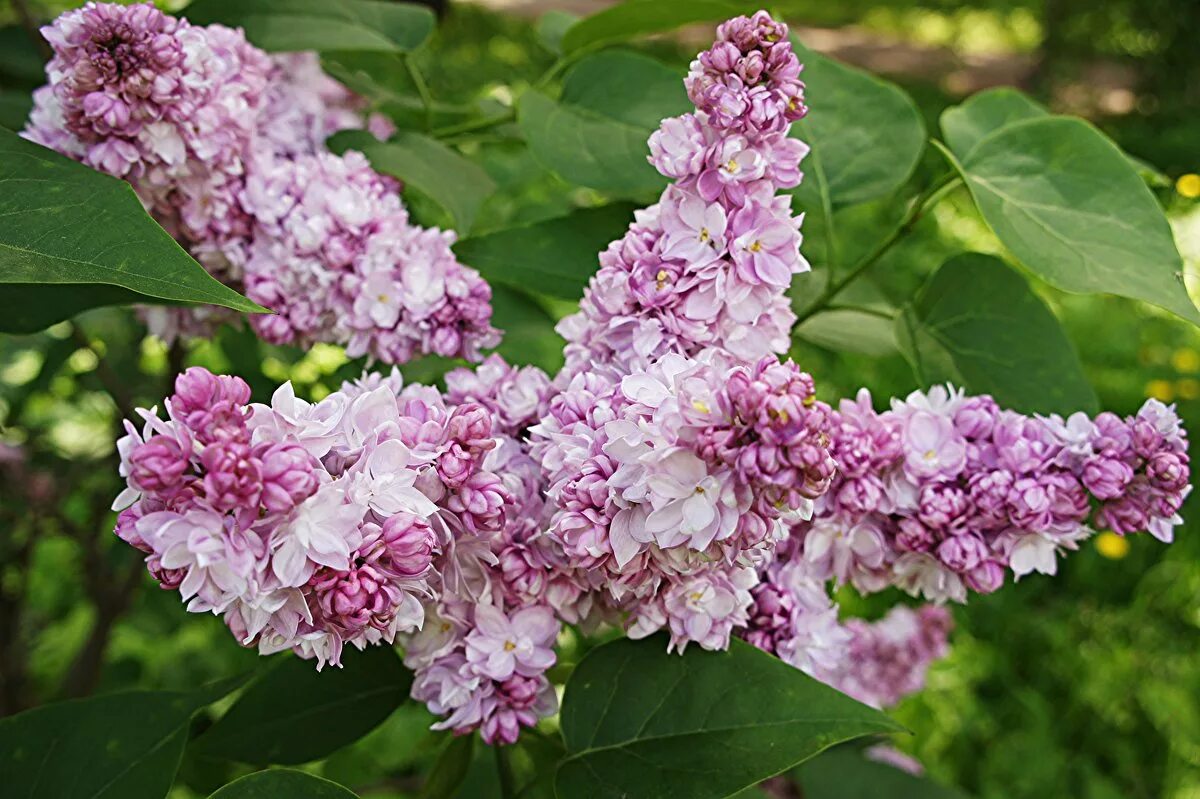 Sorta группа состав. сорта песни. Ploti группа mlk+ сорта. Mlk+ рэпер. сорта песни.