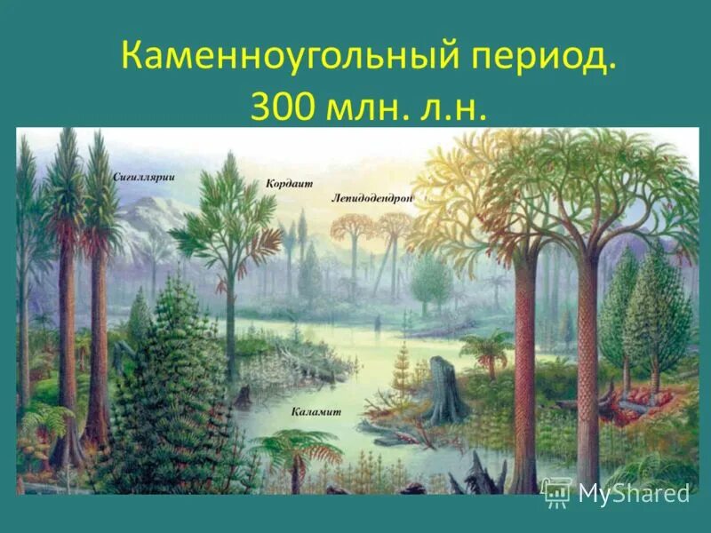 Древние хвощи и плауны. Папоротники каменноугольного периода. Карбон каменноугольный период. Плауны каменноугольного периода. Каменноугольный период климат животные растения.