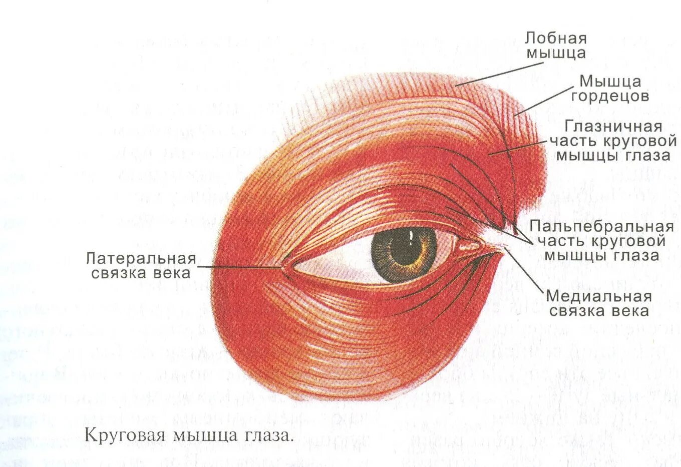 Круговая мышца глаза анатомия. Круговая мышца глаза (m. orbicularis Oculi). Крепление круговой мышцы глаза. Круговая мышца глаза иннервация.