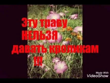 Почему кроликам нельзя давать