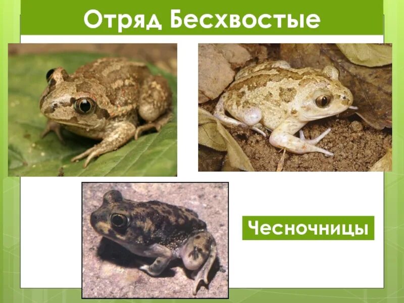 Чесночница отряд земноводных. Бесхвостые земноводные чесночница. отряд бесхвостые представители. отряд бесхвостые строение. представители бесхвостых земноводных.