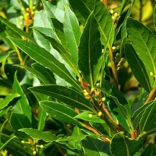 Ask plants